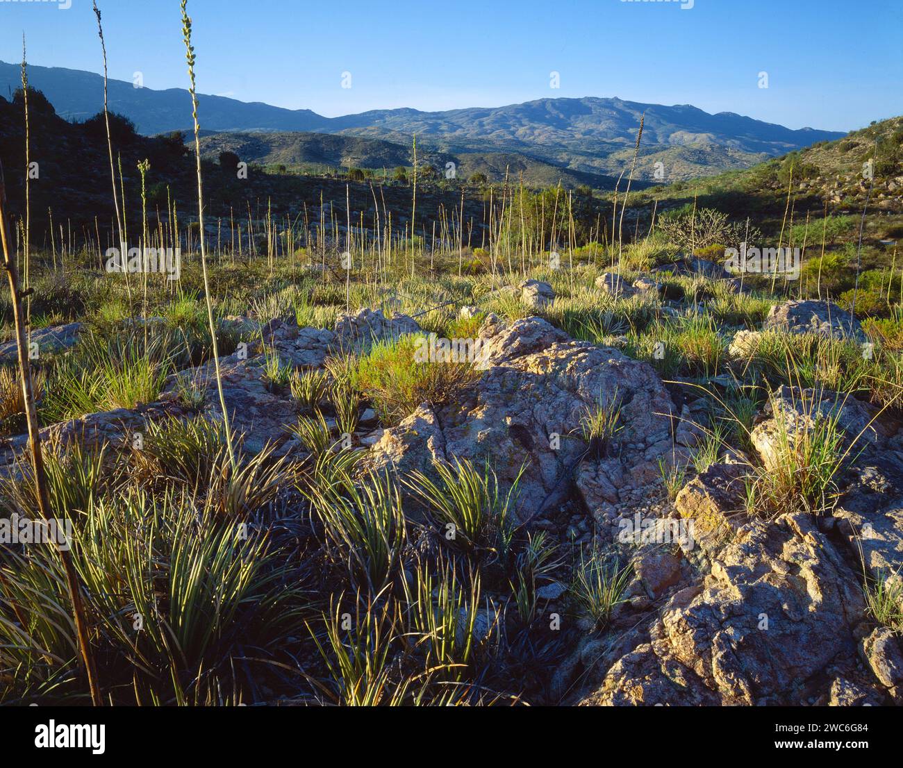 Shin Daggers in Redington Pass. Santa Catalina Mountains, Arizona Stock Photo