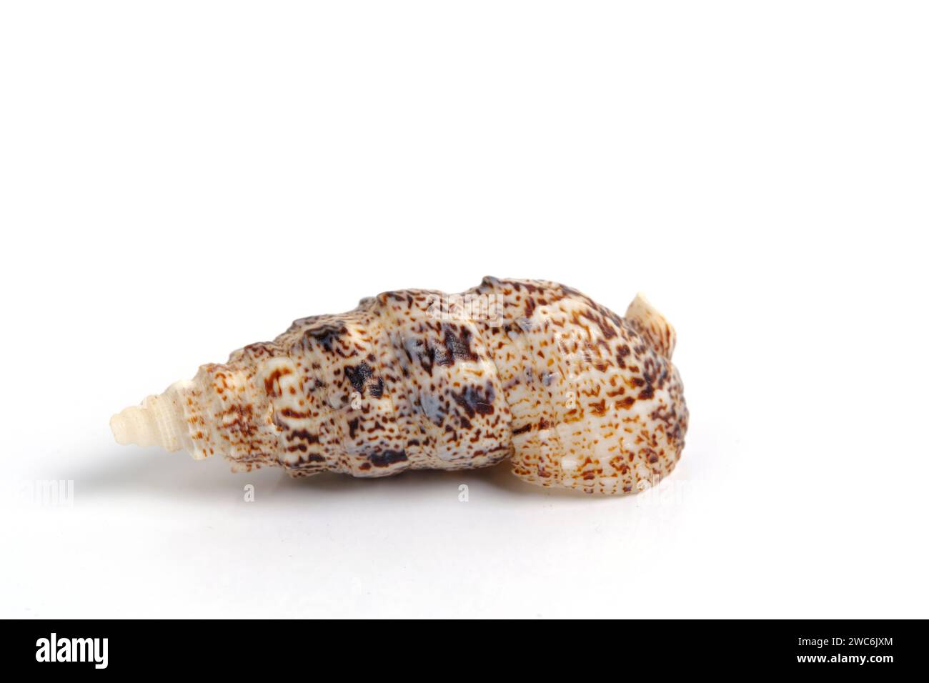Clam shell on a white background Stock Photo