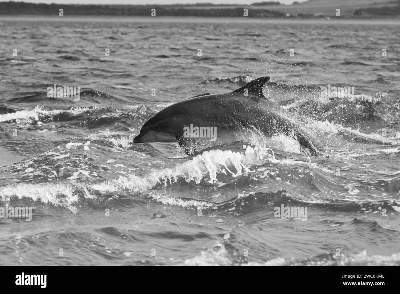 Dynamic Leap: Dolphin in The Moray Firth Stock Photo