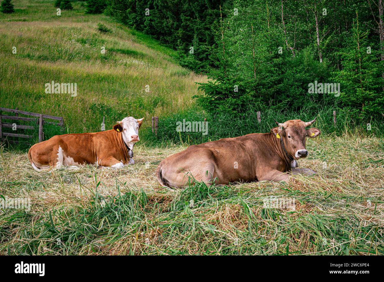 Kühe auf alpenwiese hi-res stock photography and images - Alamy