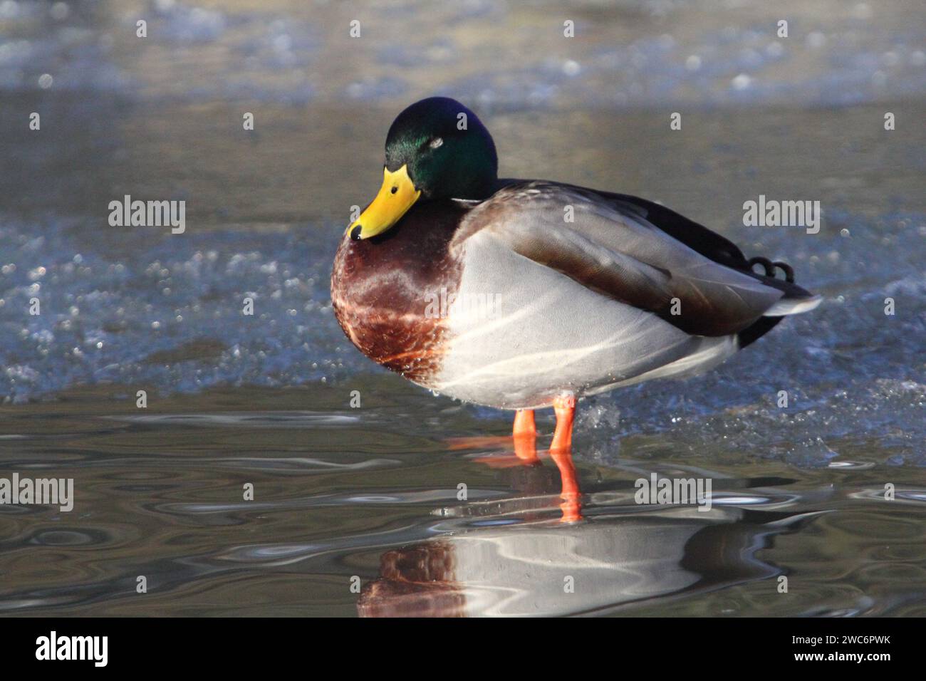The mallard or wild duck (Anas platyrhynchos) is a dabbling duck which breeds throughout the temperate and subtropical Americas, Eurasia, and North Af Stock Photo