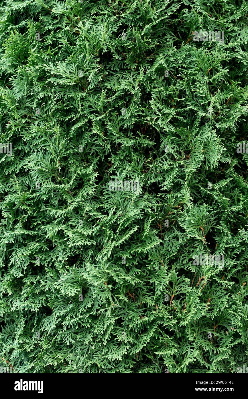 Green coniferous bush.Thuja hedge texture. American Arborvitae plant pattern. Evergreen Thuja occidentalis decorative fence. Stock Photo