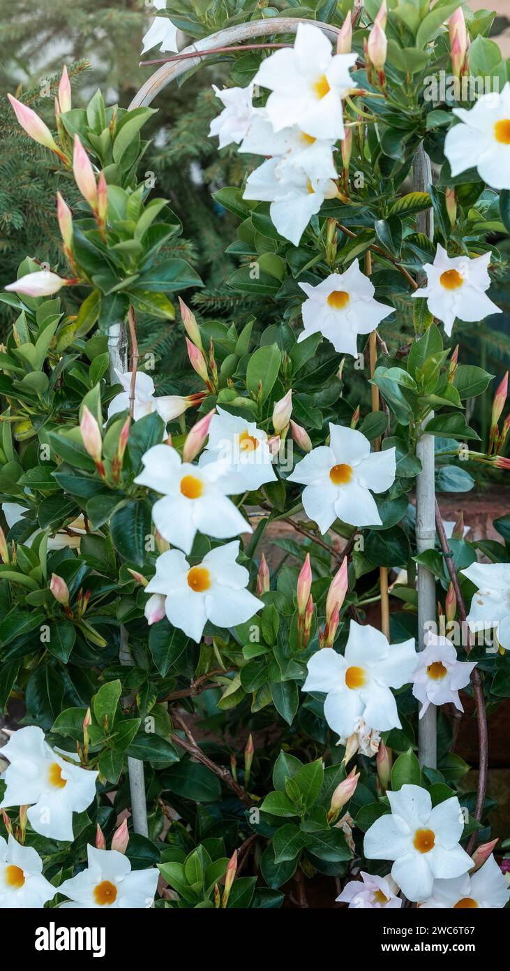 Mandevilla is a genus of tropical and subtropical flowering vines belonging to the family Apocynaceae. Vertical photo Stock Photo