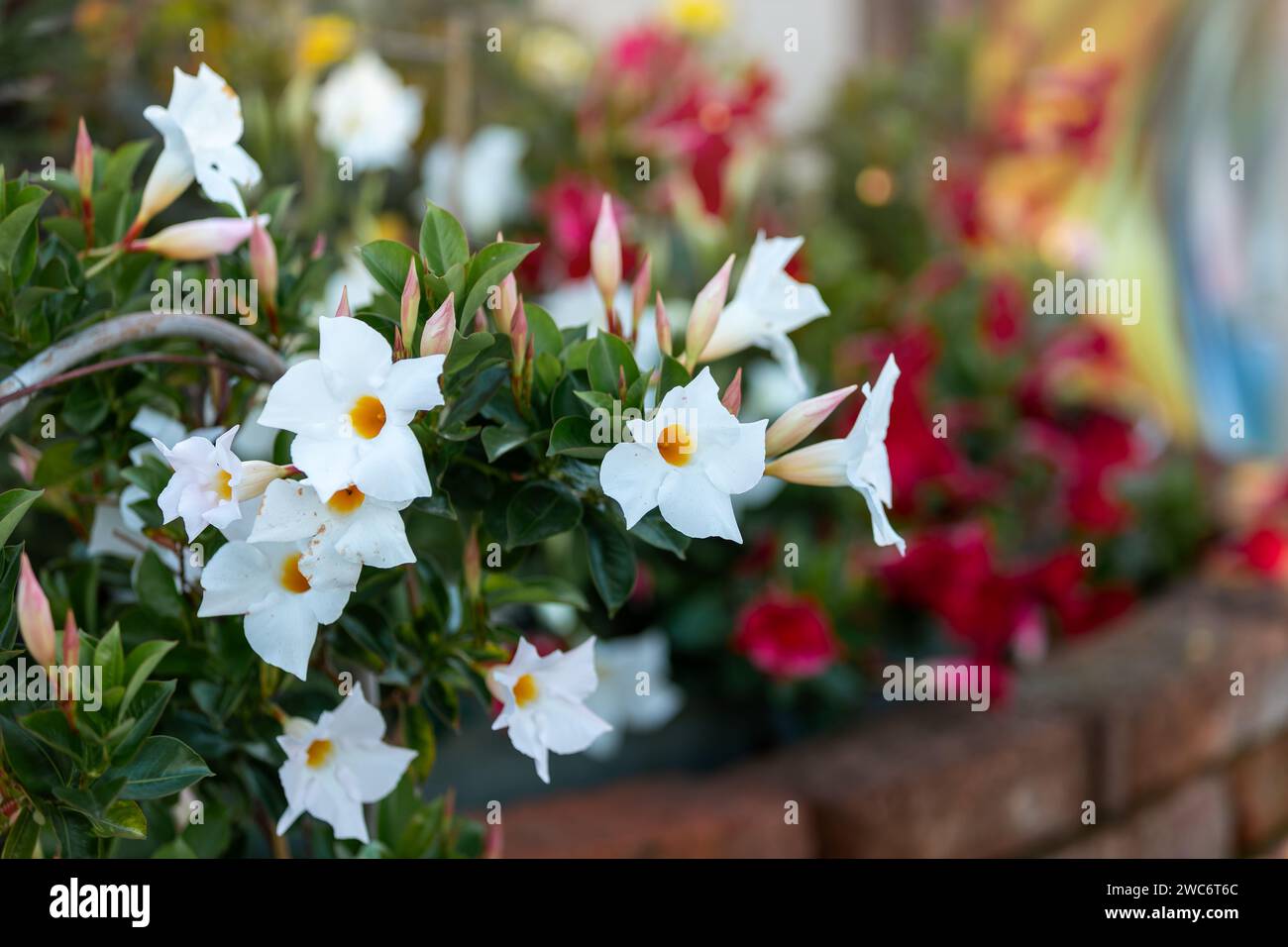 Selective focus of white Mandevilla flower in the garden. Nature floral background. Stock Photo