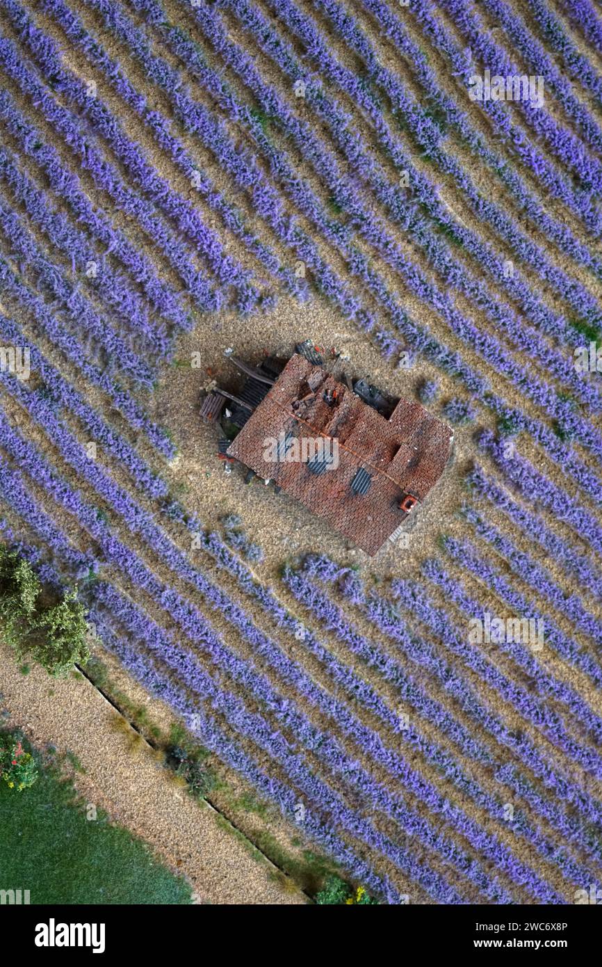 lavendel field from bird´s eye view Stock Photo