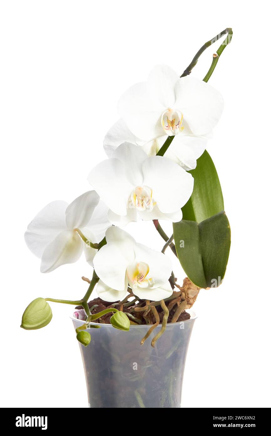 Flowering white orchid on white background in flower pot Stock Photo ...