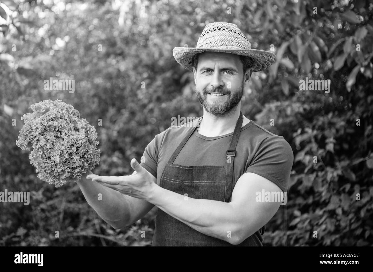 man greengrocer in straw hat presenting lettuce leaves Stock Photo - Alamy