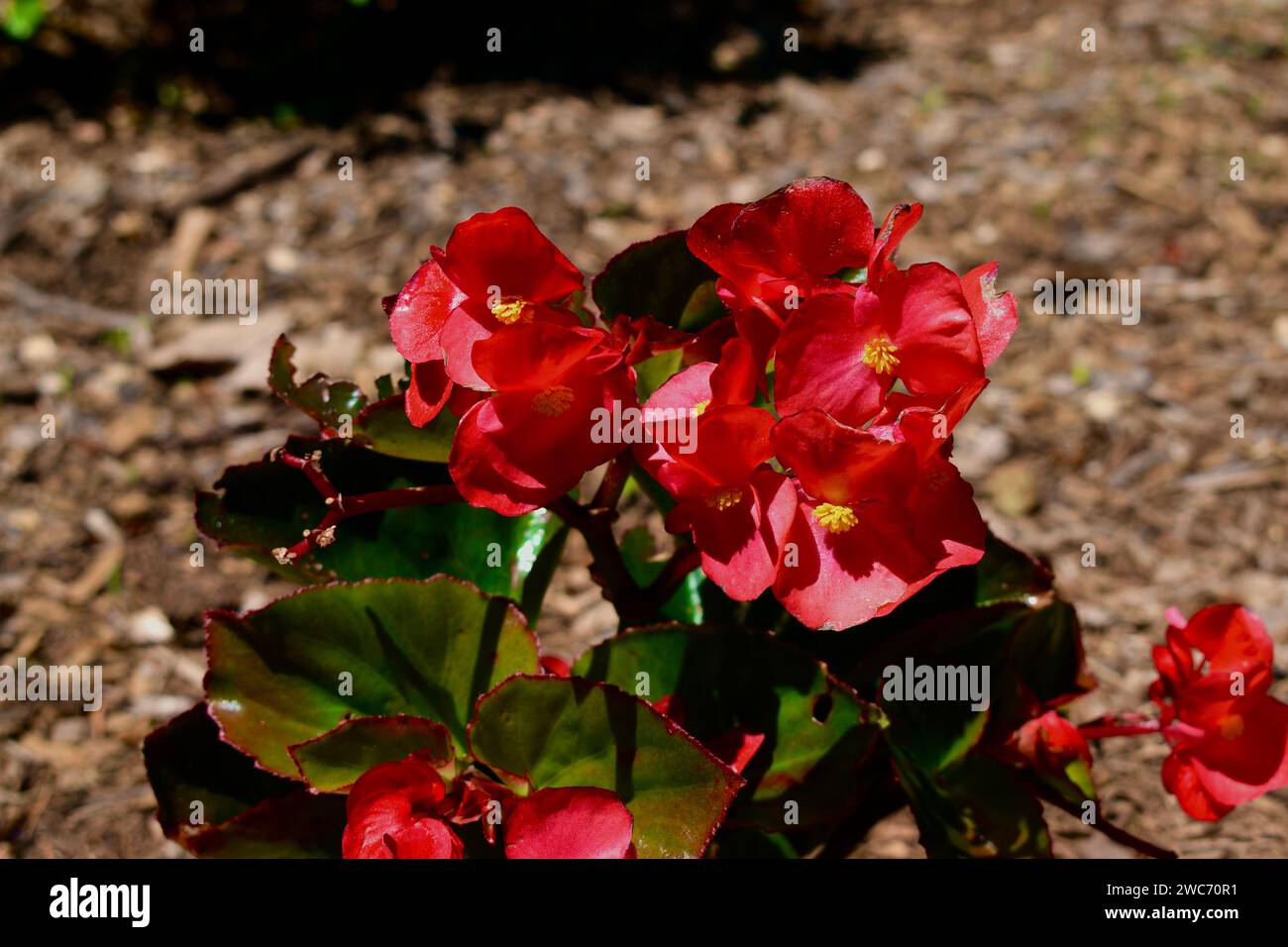Red Begonia Plant Stock Photo