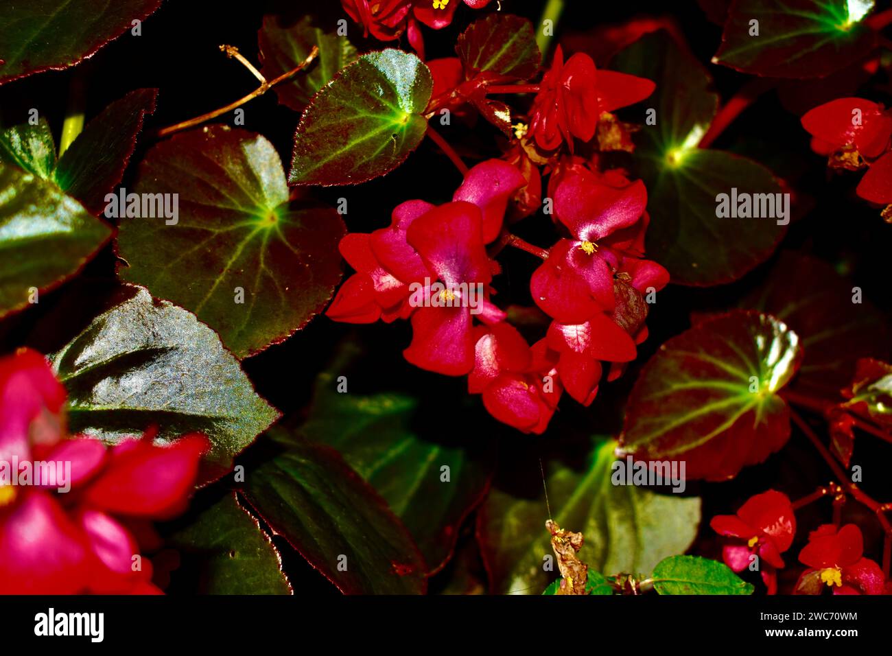 Red Begonia Flower Bunch Stock Photo