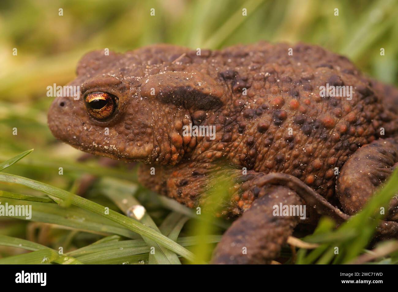 Natural closeup on an adult female Common European toad, Bufo bufo sitting in the grass in the garden Stock Photo