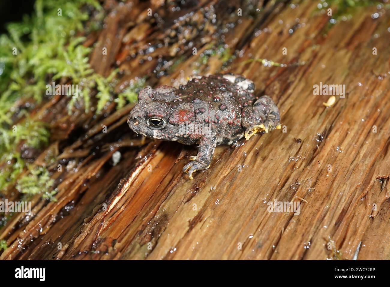 Natural close up on a juvenile Western toad, Anaxyrus boreas, sitting on the forest floor Stock Photo