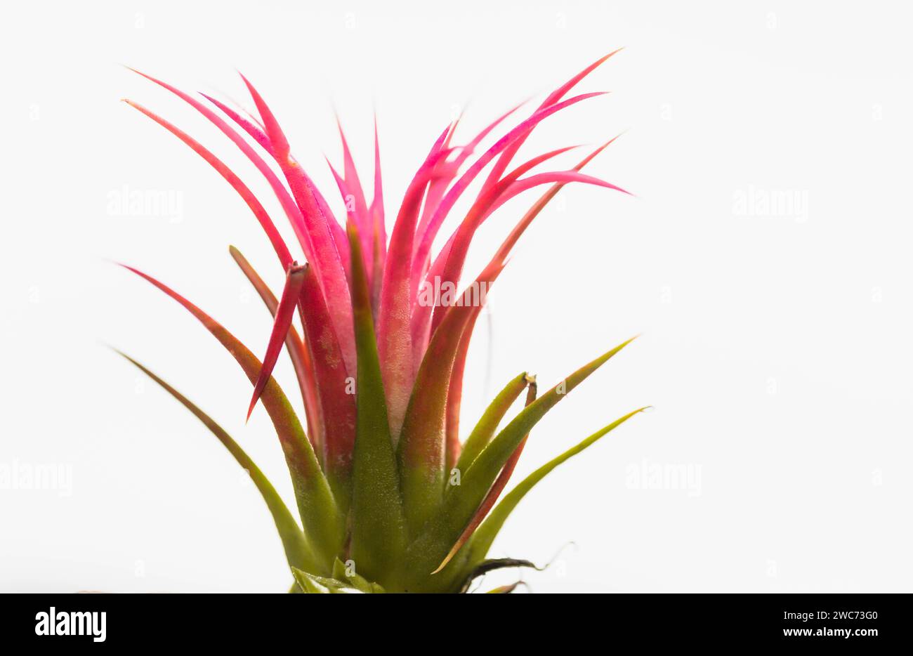 Close-up of a colourful air plant, Tillandsia ionantha Mexican  Sky plant. Stock Photo