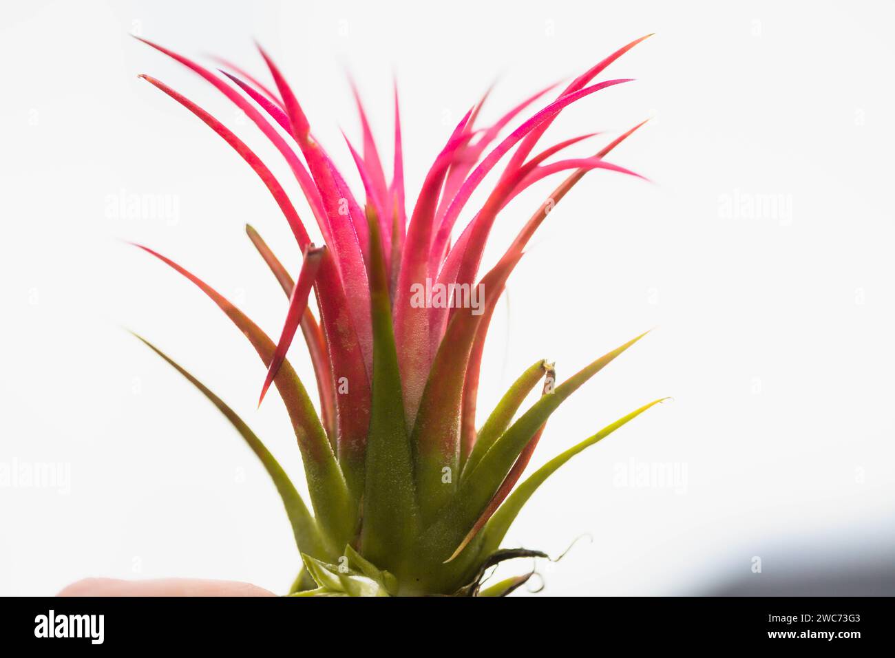 Xeric tillandsia hi-res stock photography and images - Alamy