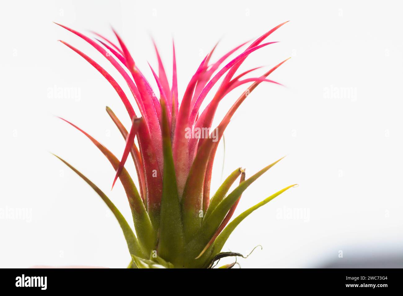 Close-up of a colourful air plant, Tillandsia ionantha Mexican  Sky plant. Stock Photo