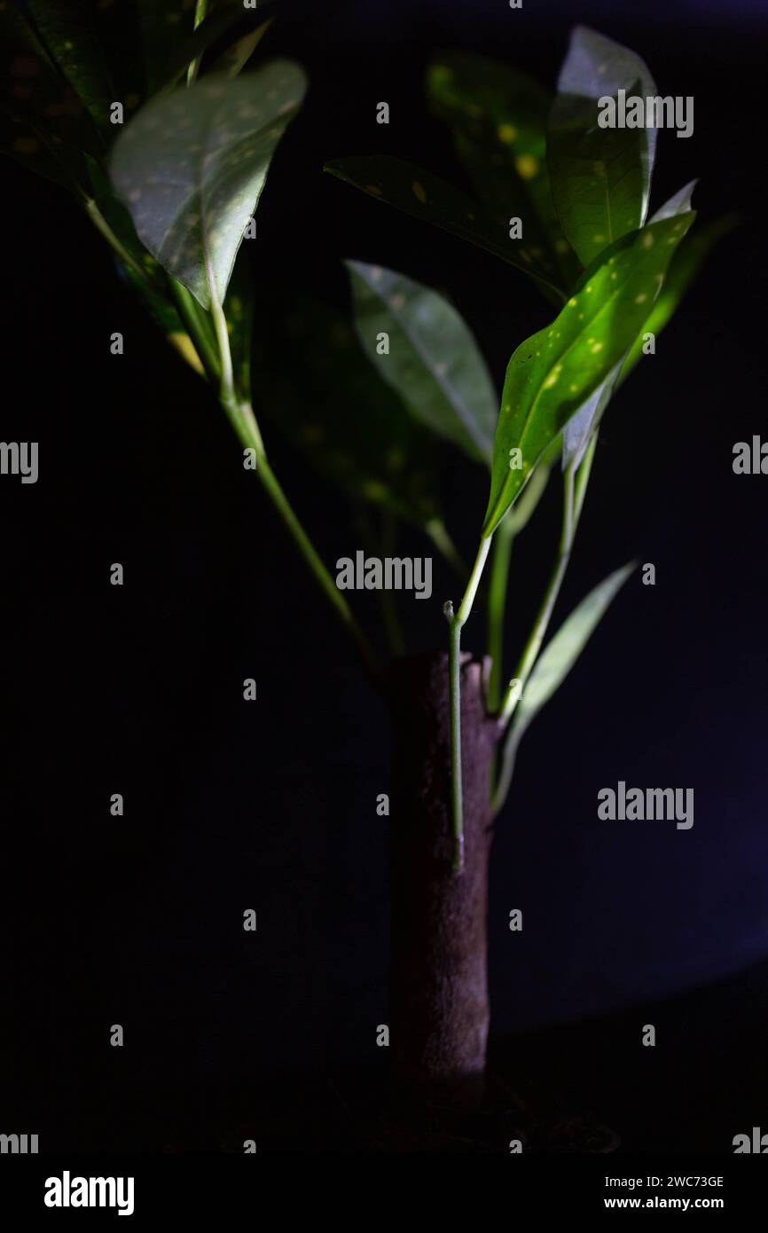 Croton acubafolia hi-res stock photography and images - Alamy