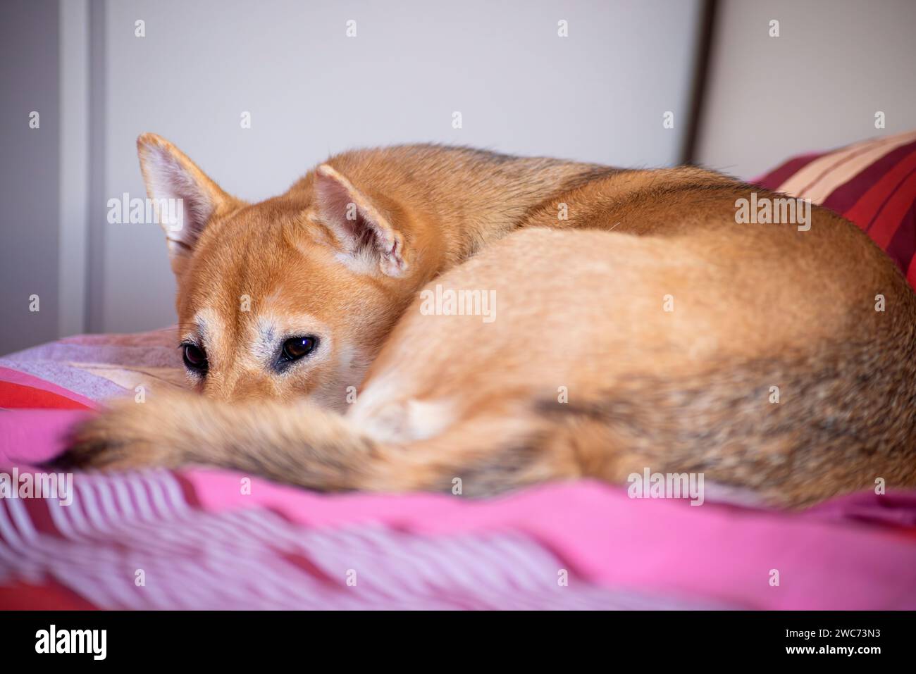 Picture of a Shiba Inu lying on the bed Stock Photo