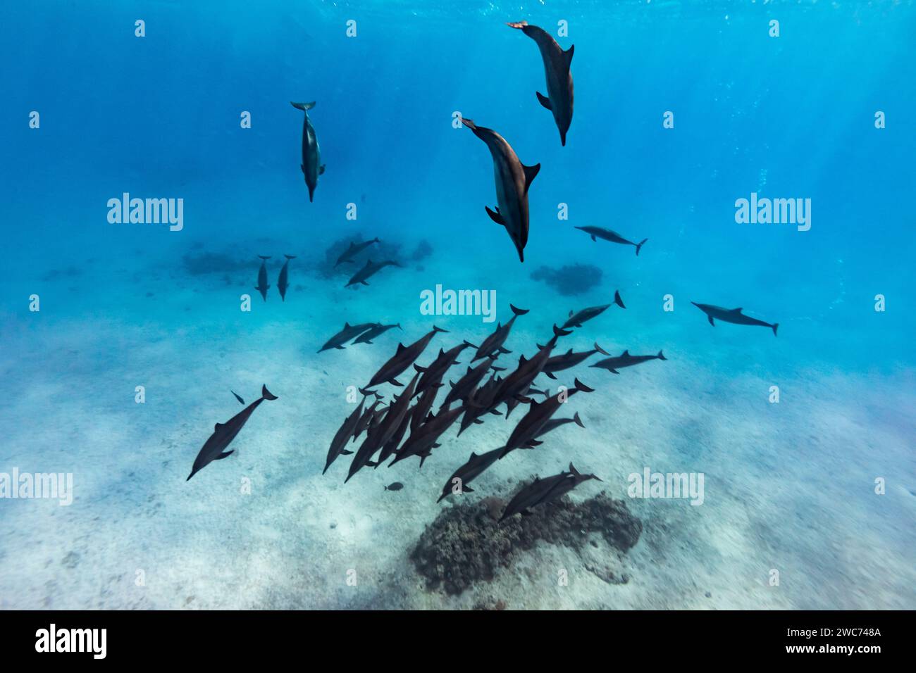 Pod of intelligent and playful Red Sea Spinner dolphins, Stenella longirostris, swim in clear blue tropical waters Stock Photo