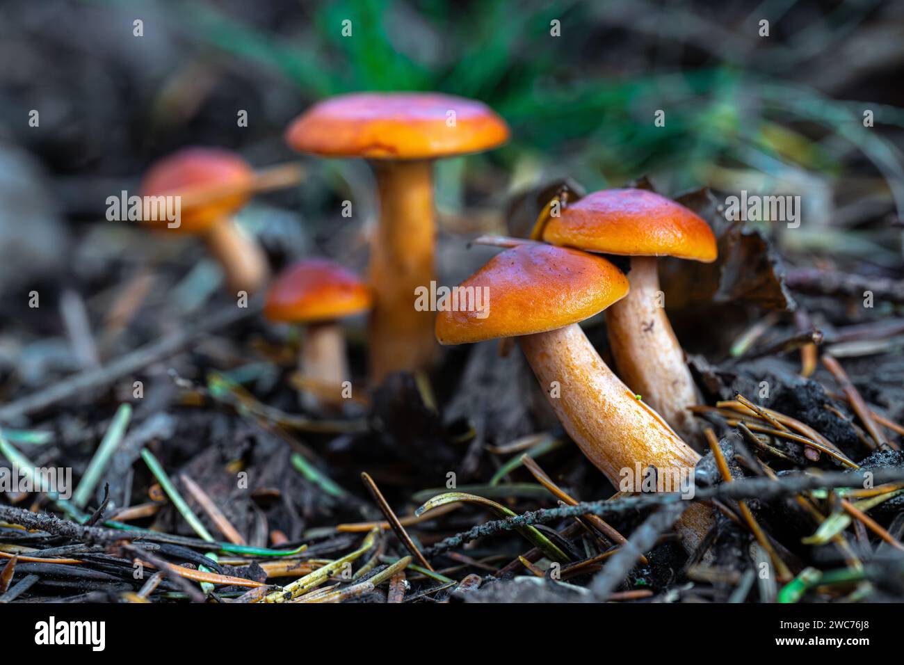 A Group of Hygrophorus Mushrooms Stock Photo