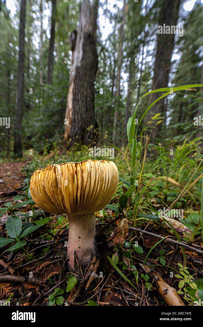 Russula Mushroom in Northern Idaho Stock Photo