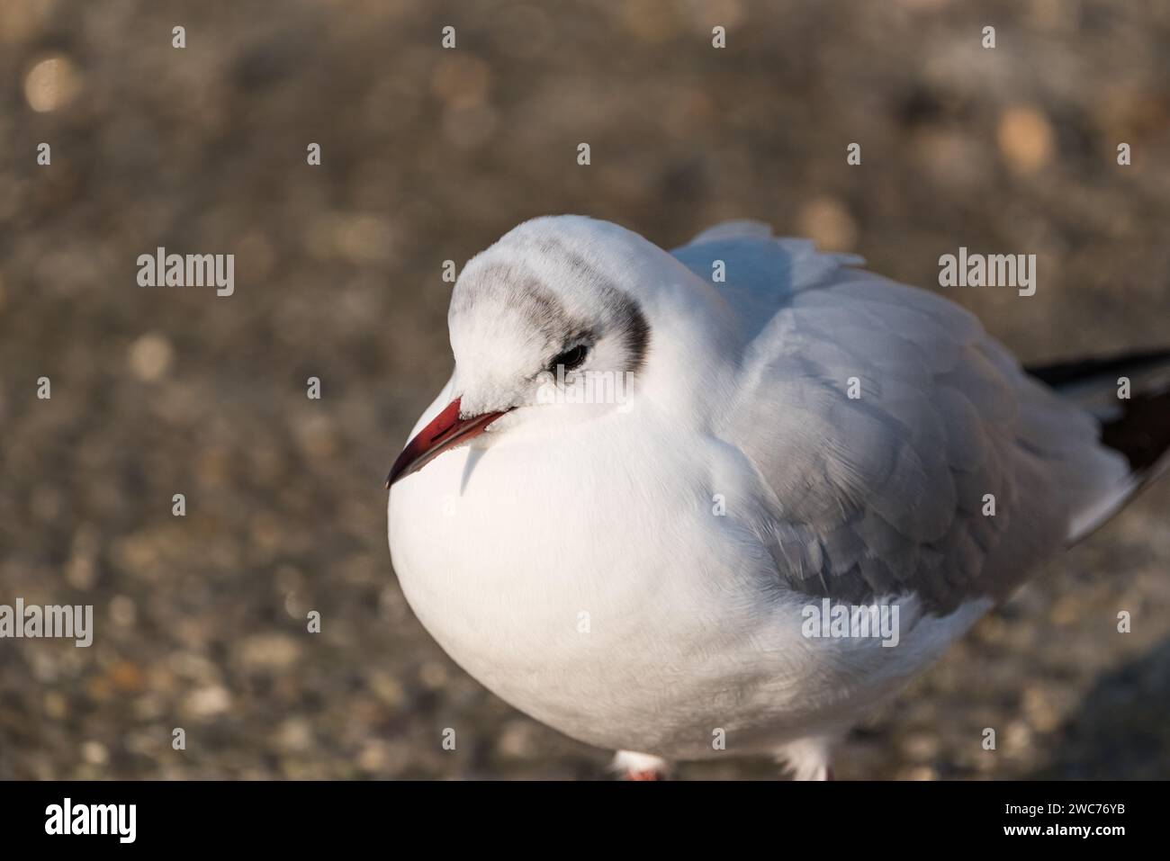 Winter plumage Black-headed Gull (Chroicocephalus ridibundus) at Arundel, West Sussex Stock Photo