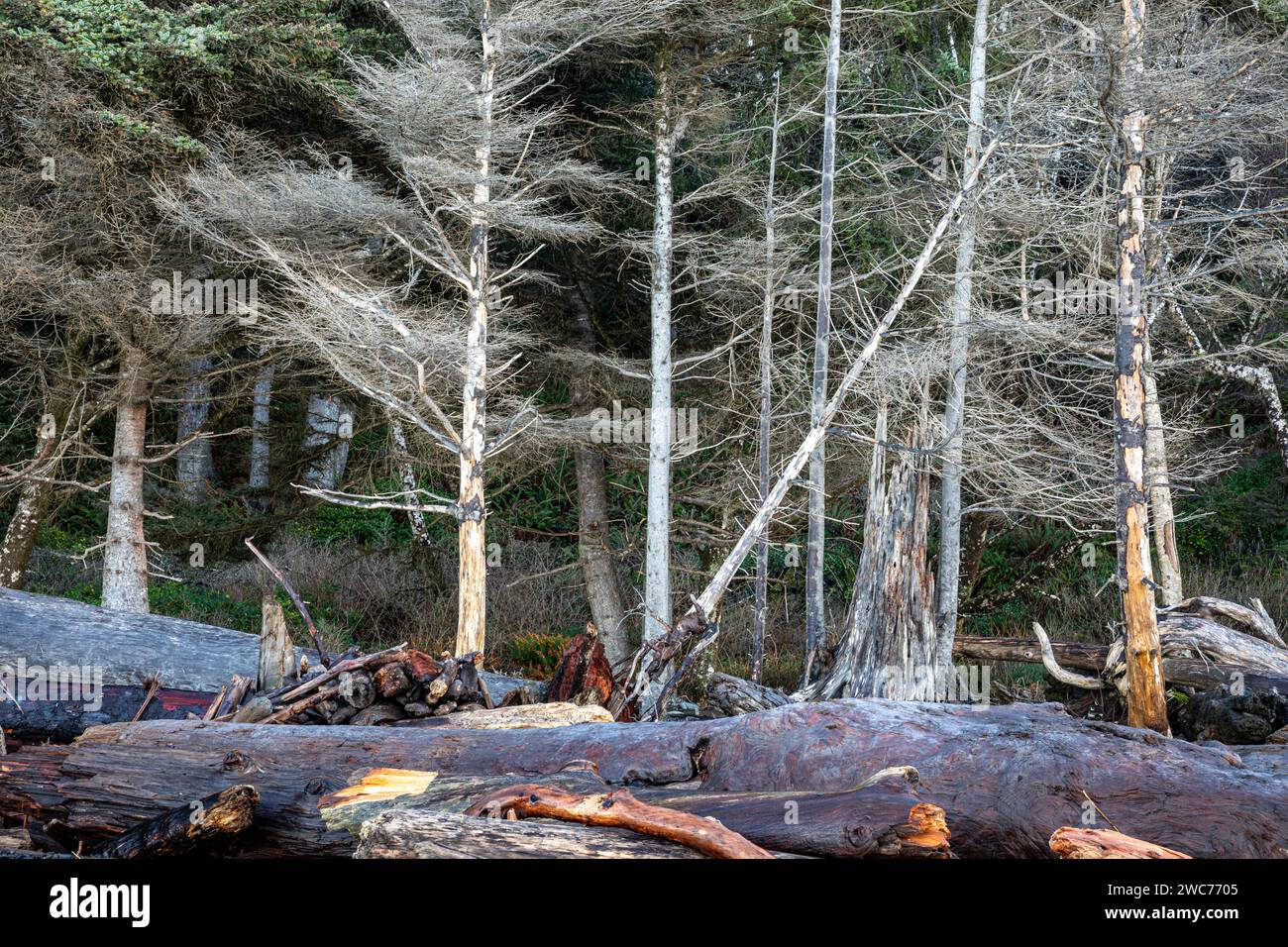 WA23989-00...WASHINGTON - Trees along Rialto Beach killed by salt water and giant logs washed up on shore in Olympic National Park. Stock Photo