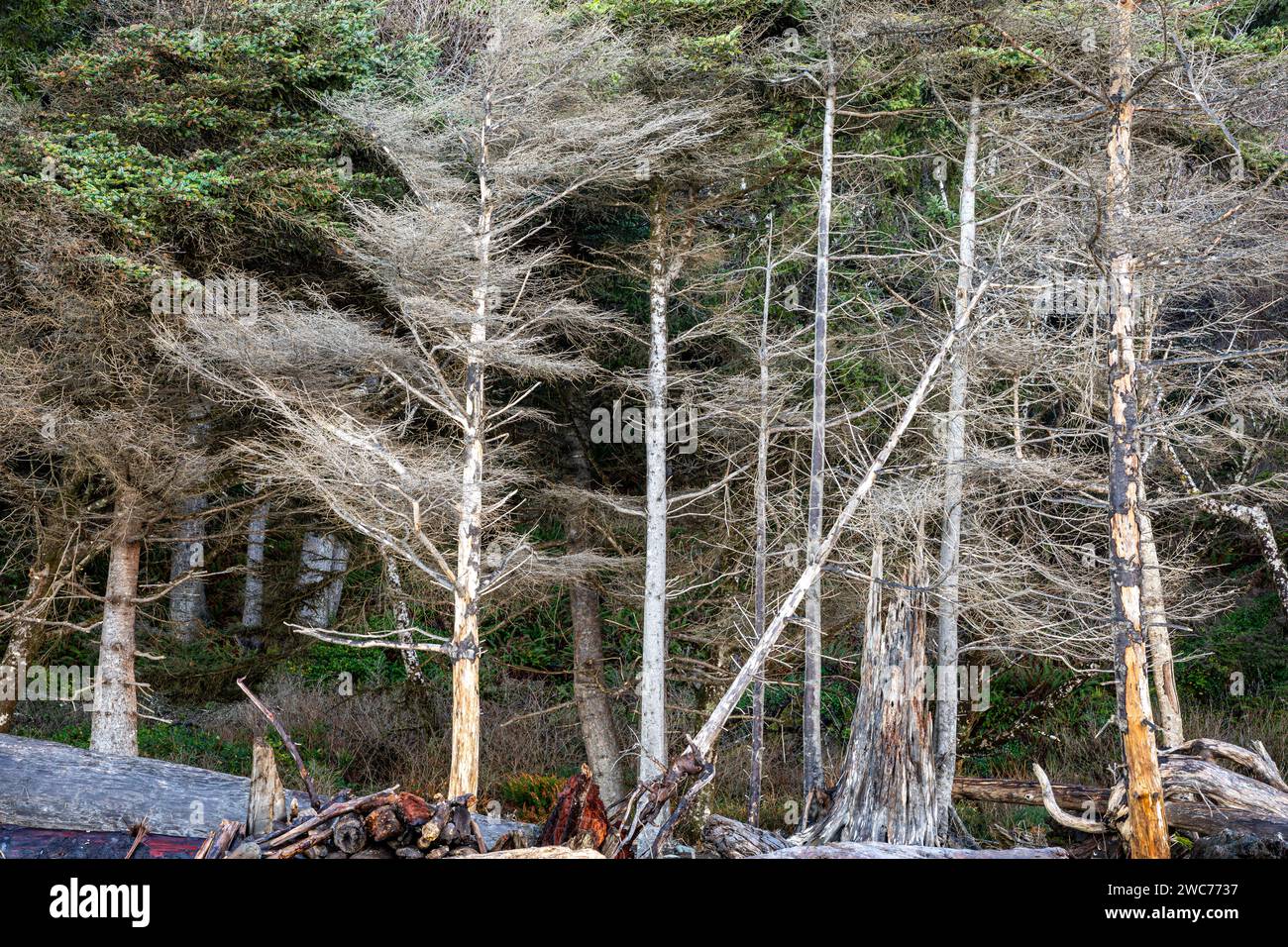 WA23990-00...WASHINGTON - Trees along Rialto Beach killed by salt water and giant logs washed up on shore in Olympic National Park. Stock Photo