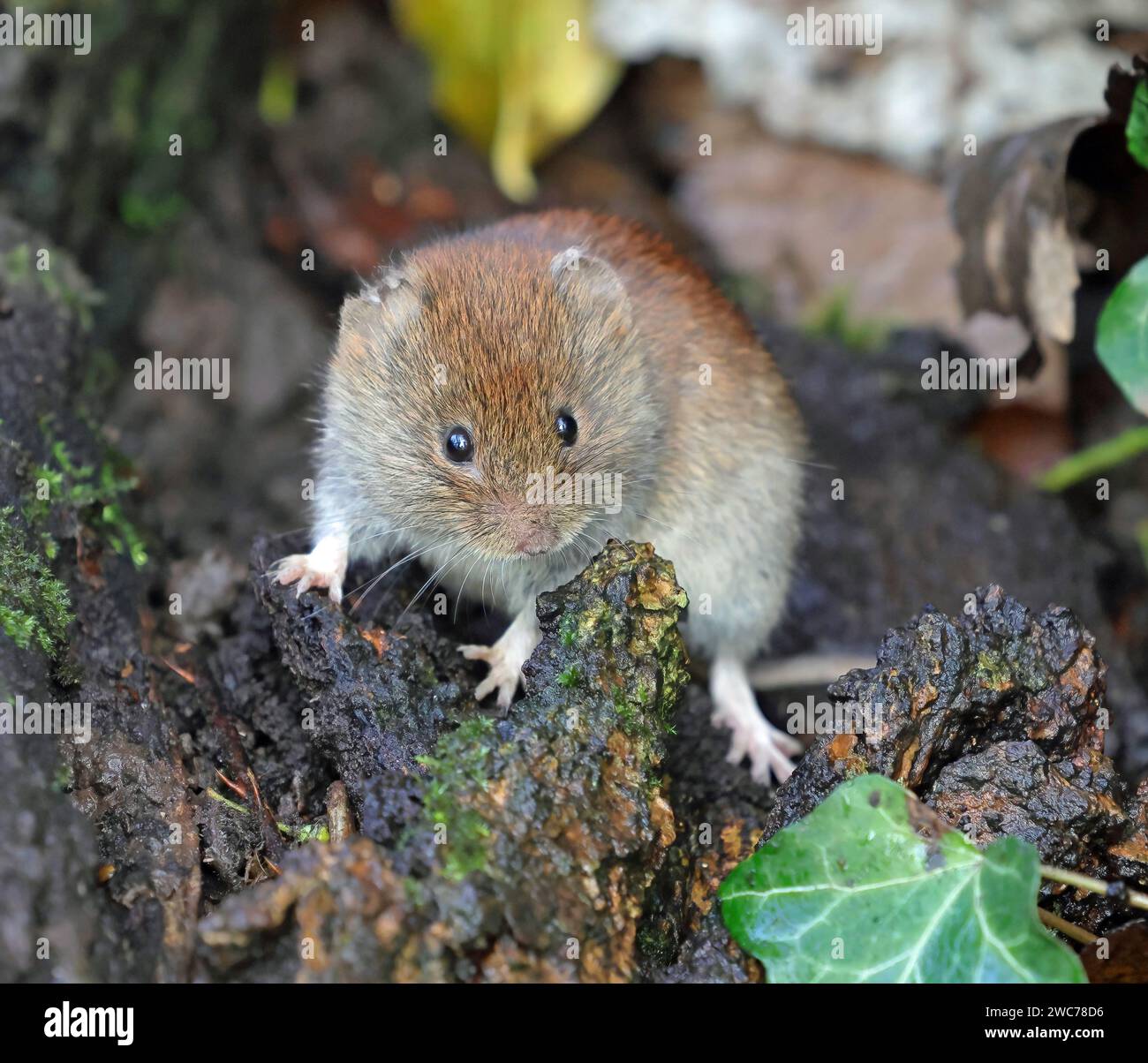 Bank Vole (Myodes Glareolus Stock Photo - Alamy