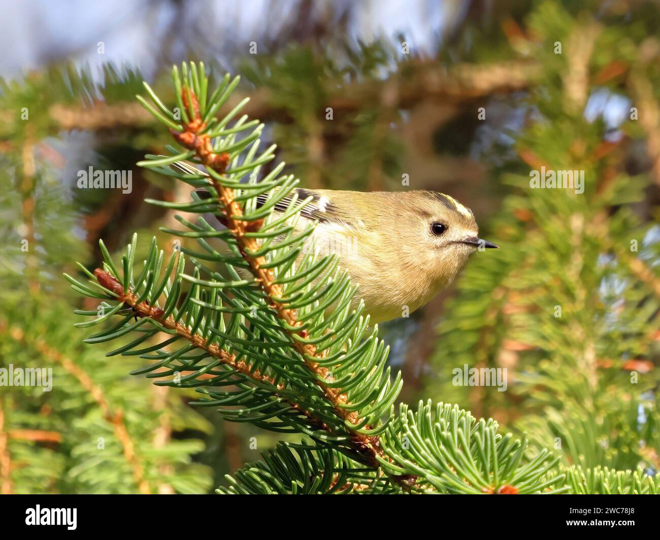 Uk goldcrest wales hi-res stock photography and images - Alamy