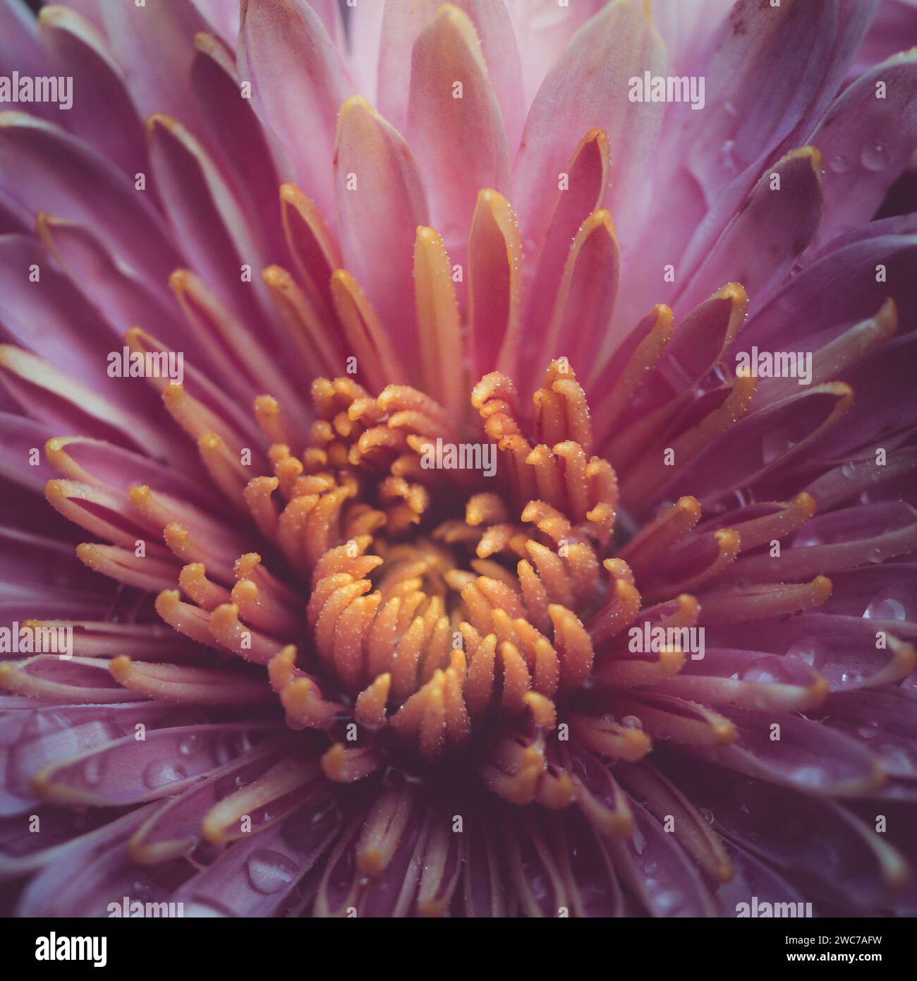 Chrysanthemum, also known as Garden mum or Florist's daisy. A Chinese native plant. Stock Photo