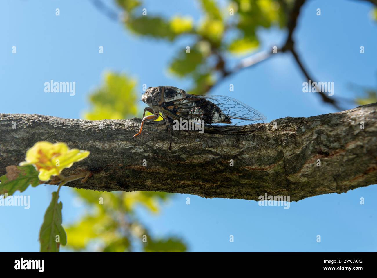 Close up view of a cicada on an oak tree Stock Photo