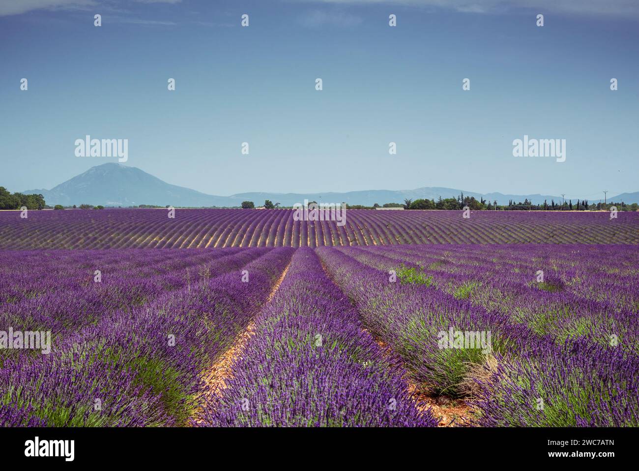Lavender rows and mountains on Valensole plateau Stock Photo
