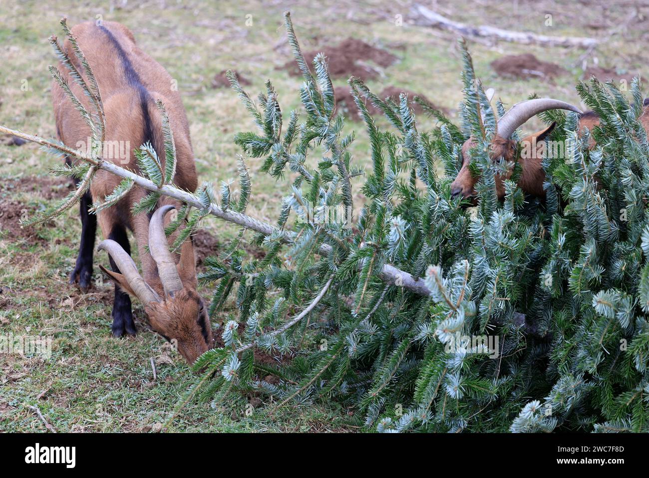 Limousin, France. January 14, 2024. Ecological recycling of the Christmas tree by feeding it to goats. Fir trees provide vitamins, trace elements and worming agents, which are beneficial for goats. They contribute to the good balance of their body. Limousin, France, Europe. Photo by Hugo Martin/Alamy Live News. Stock Photo