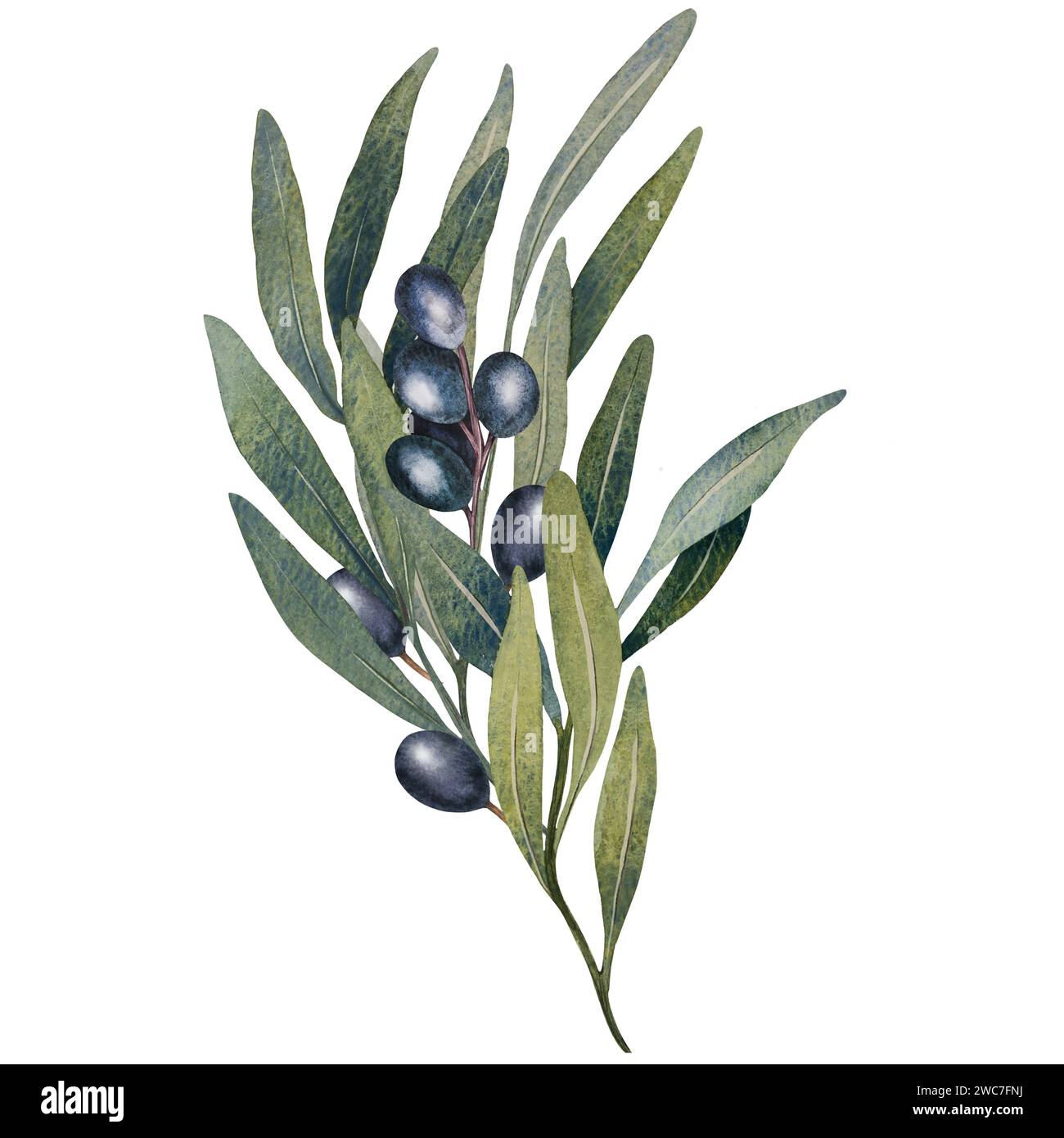 Watercolor olive tree branch with leaves and Black olives fruit ...