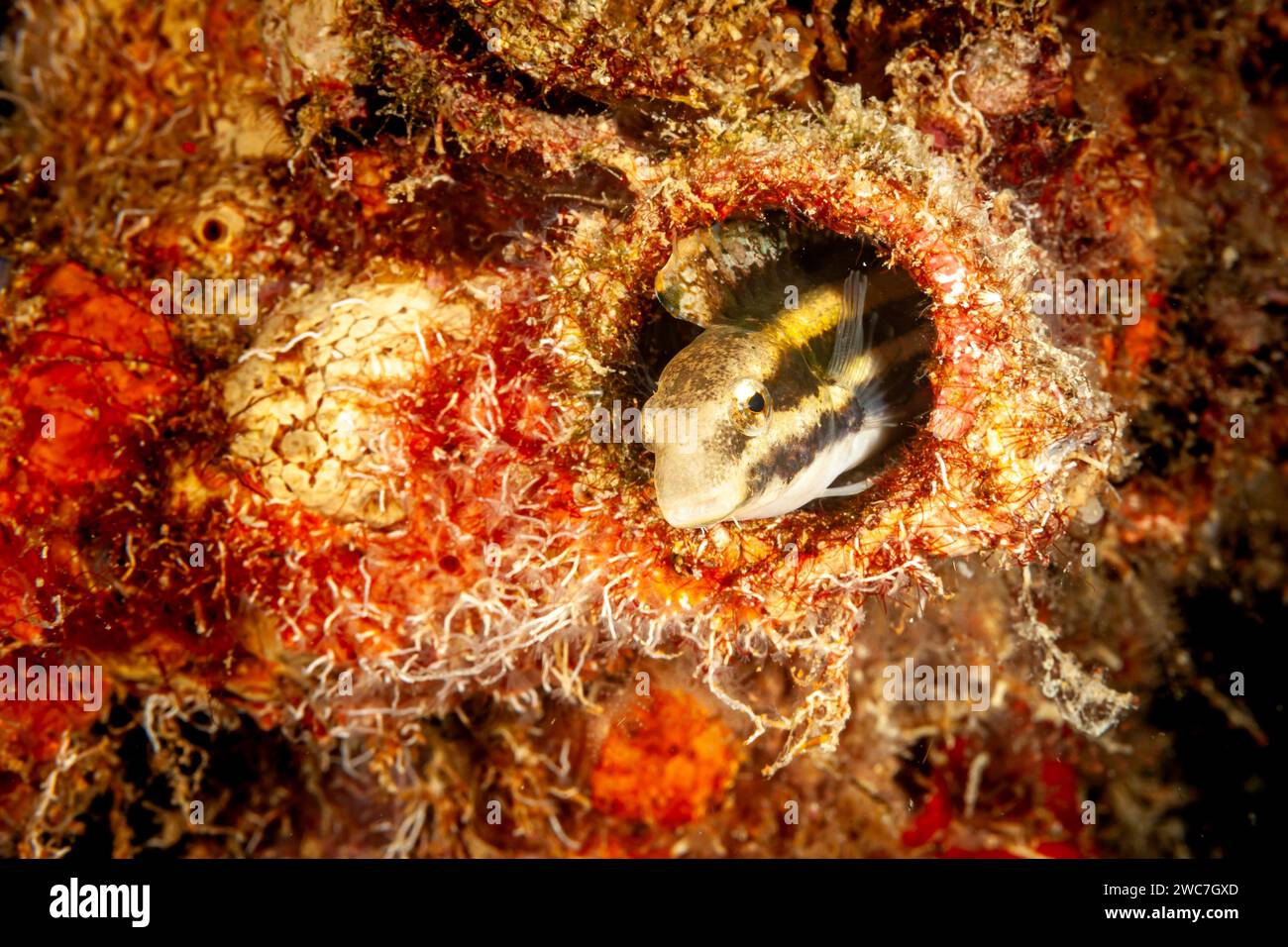 Malaysia, Sabah, Kapalai, A striped poison fang blenny (Meiacanthus grammistes) in its den Stock Photo