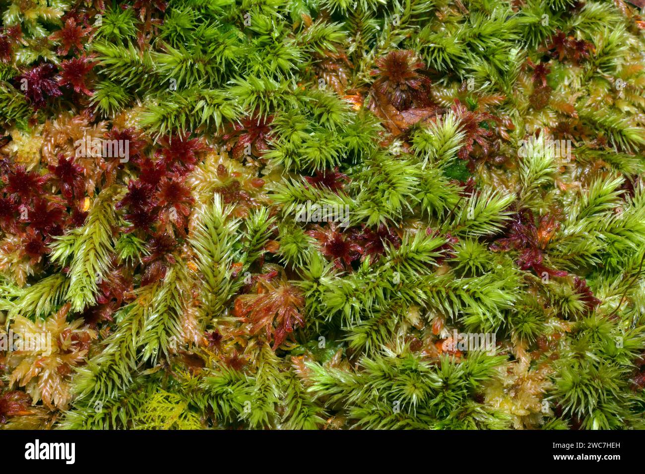 Here the moss Aulacomnium palustre is growing amongst Sphagnum moss. Aulacomnium palustre has virtually a worldwide distribution. Stock Photo