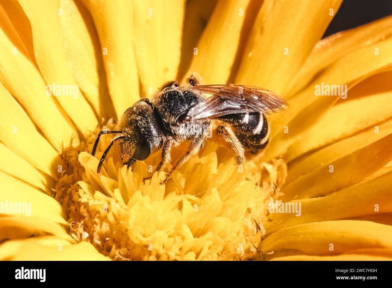 Close up of a native tiny dark metallic Halictus Sweat Bee with striped abdomen pollinating and feeding on a yellow calendula flower. Long Island, NY Stock Photo