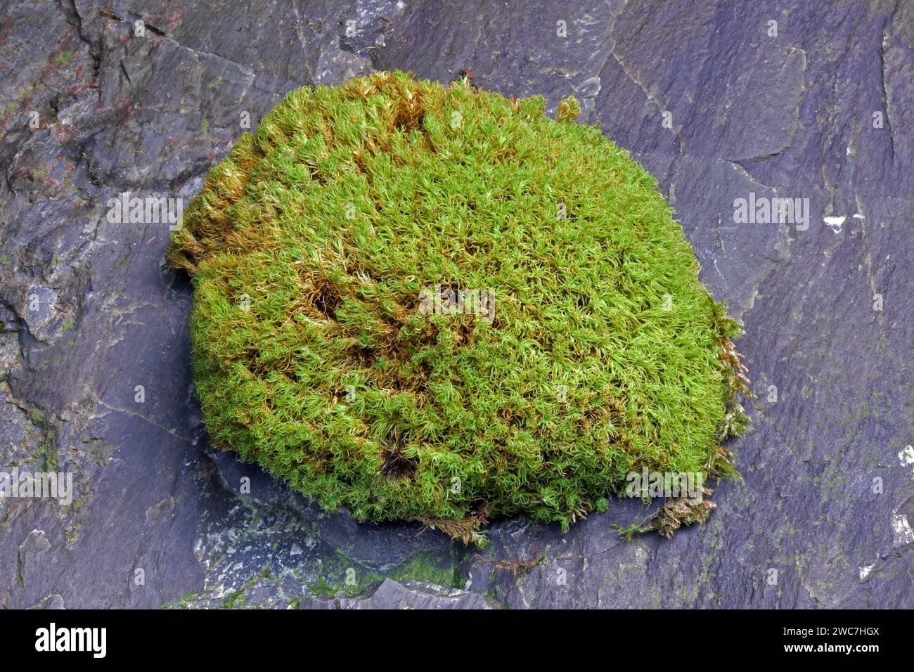 Tortella tortuosa (Frizzled Crisp-moss) grows on base-rich stone and calcareous dune. It has circumpolar boreo-temperate distribution. Stock Photo