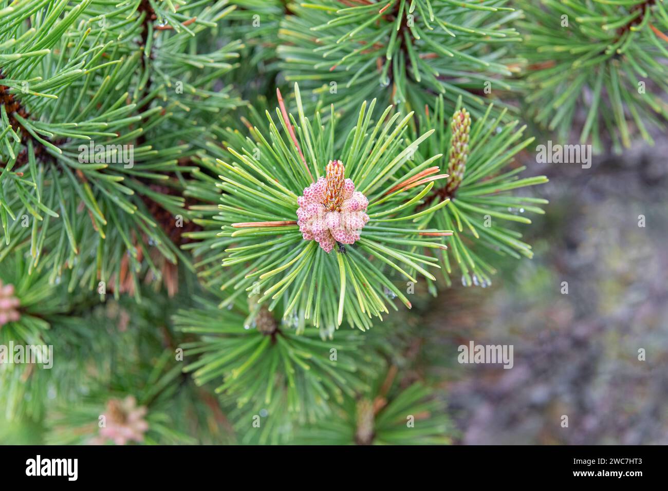 Young Sitka spruce cones buds (Picea sitchensis) Stock Photo