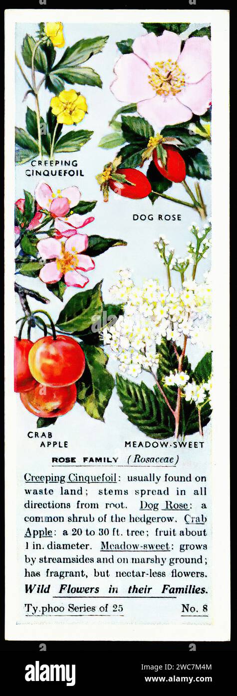 Rose Family Rheum The Rose Family - Vintage Tradecard Illustration Stock Photo - Alamy