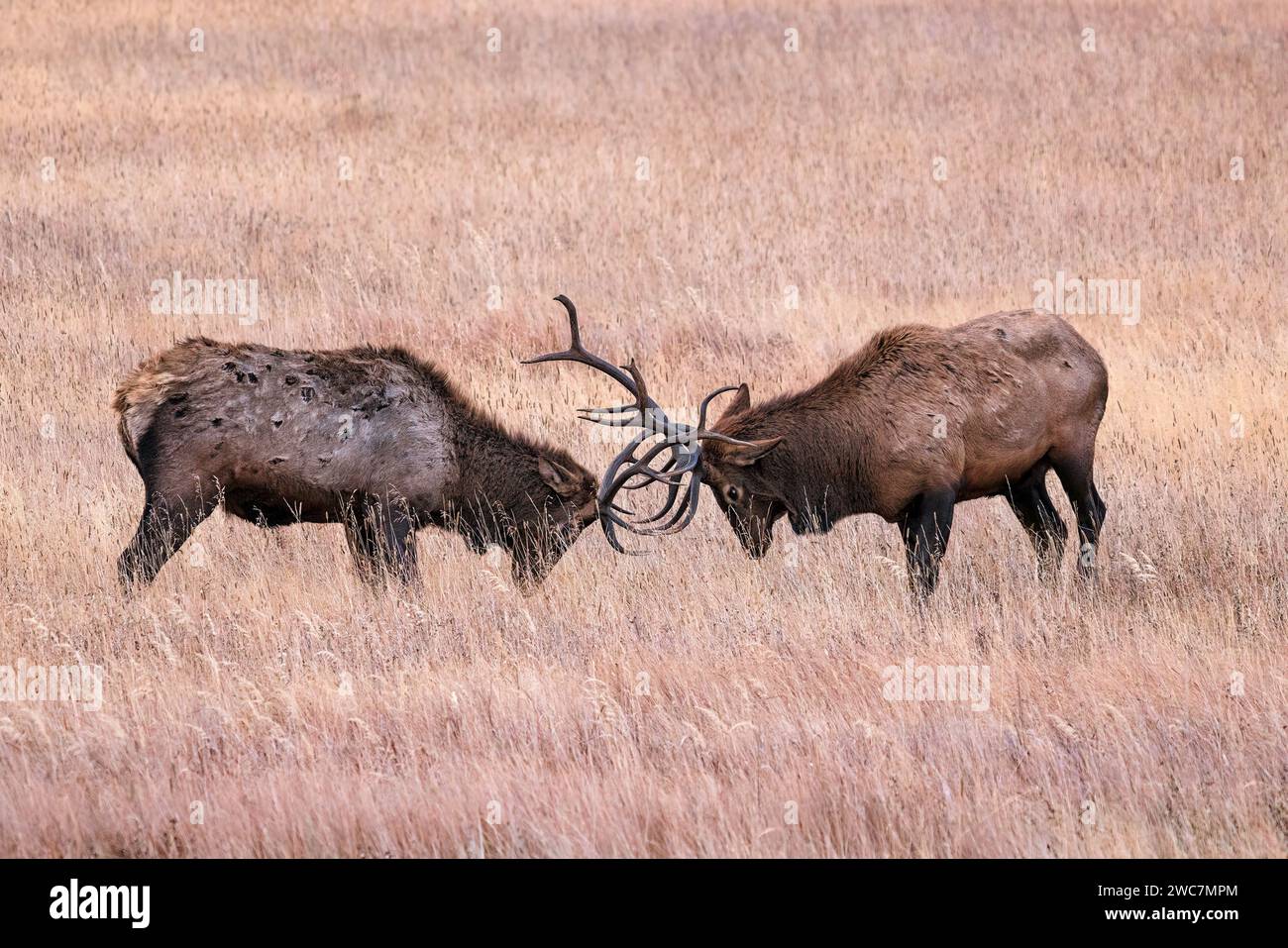 Two bull elk fight during the rut in Rocky Mountain National Park, Colorado Stock Photo