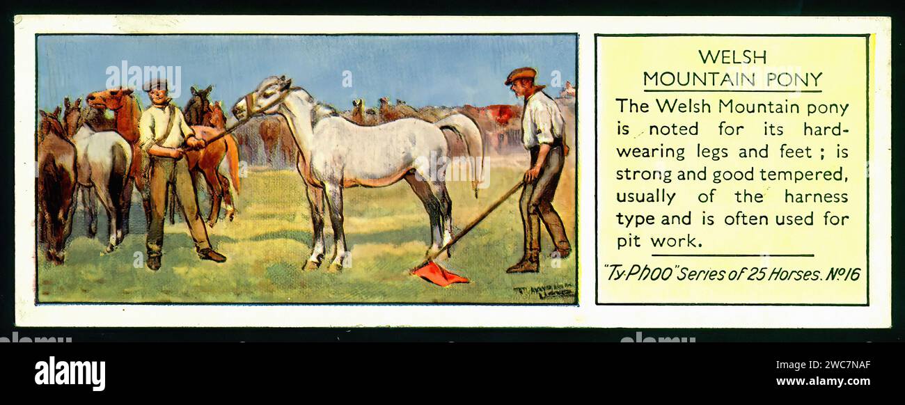 Welsh Mountain Pony - Vintage British Tea Card Illustration Stock Photo