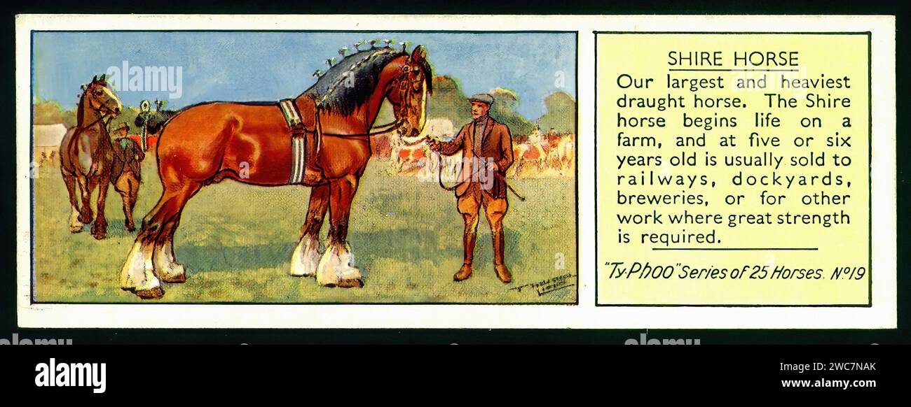 Shire Horse - Vintage British Tea Card Illustration Stock Photo