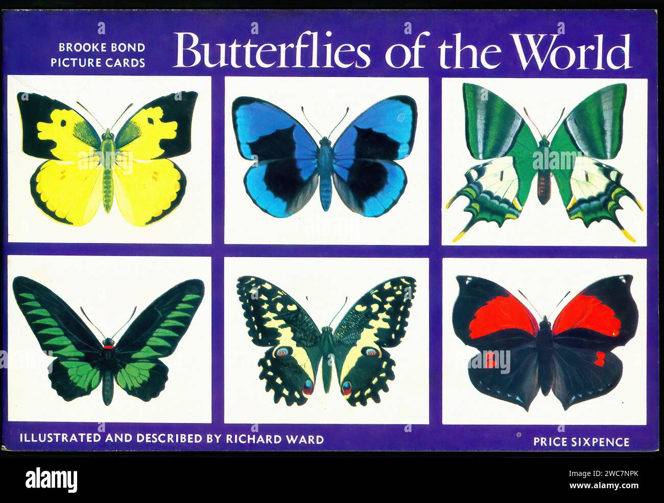 Butterflies of the World - Vintage Tradecard Album Front Illustration Stock Photo