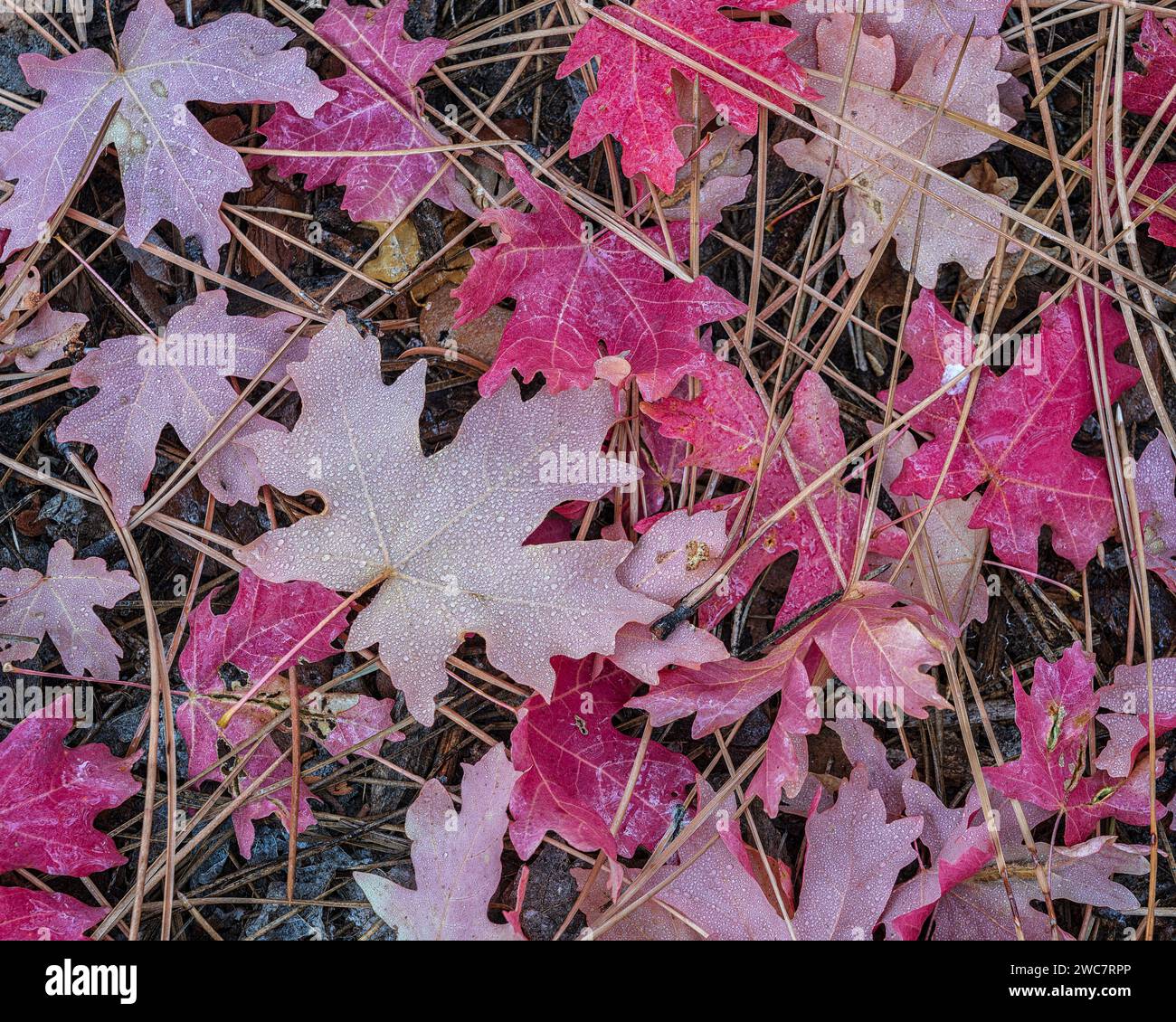 Big tooth maple leaves and pine needles line a canyon floor in Zion National Park, Utah Stock Photo