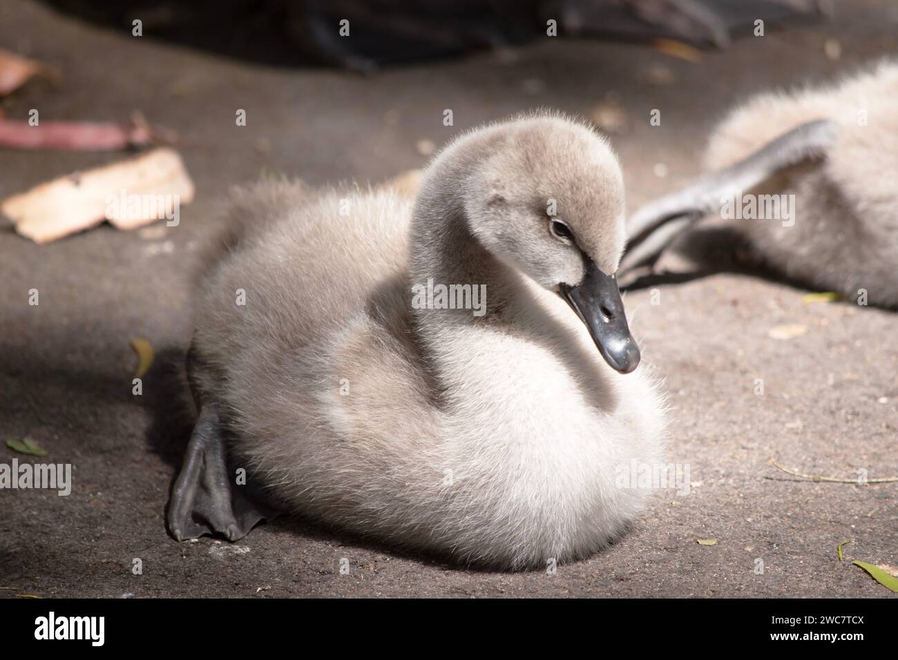 are grey when they hatch with black beaks and gradually turn