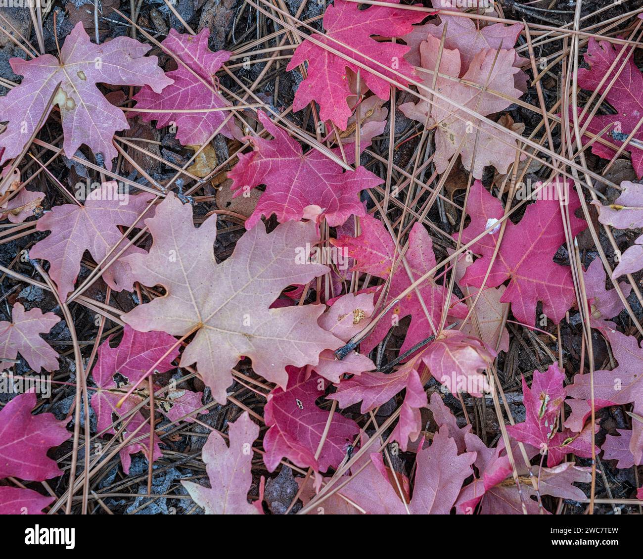 Big tooth maple leaves and pine needles line a canyon floor in Zion National Park, Utah Stock Photo
