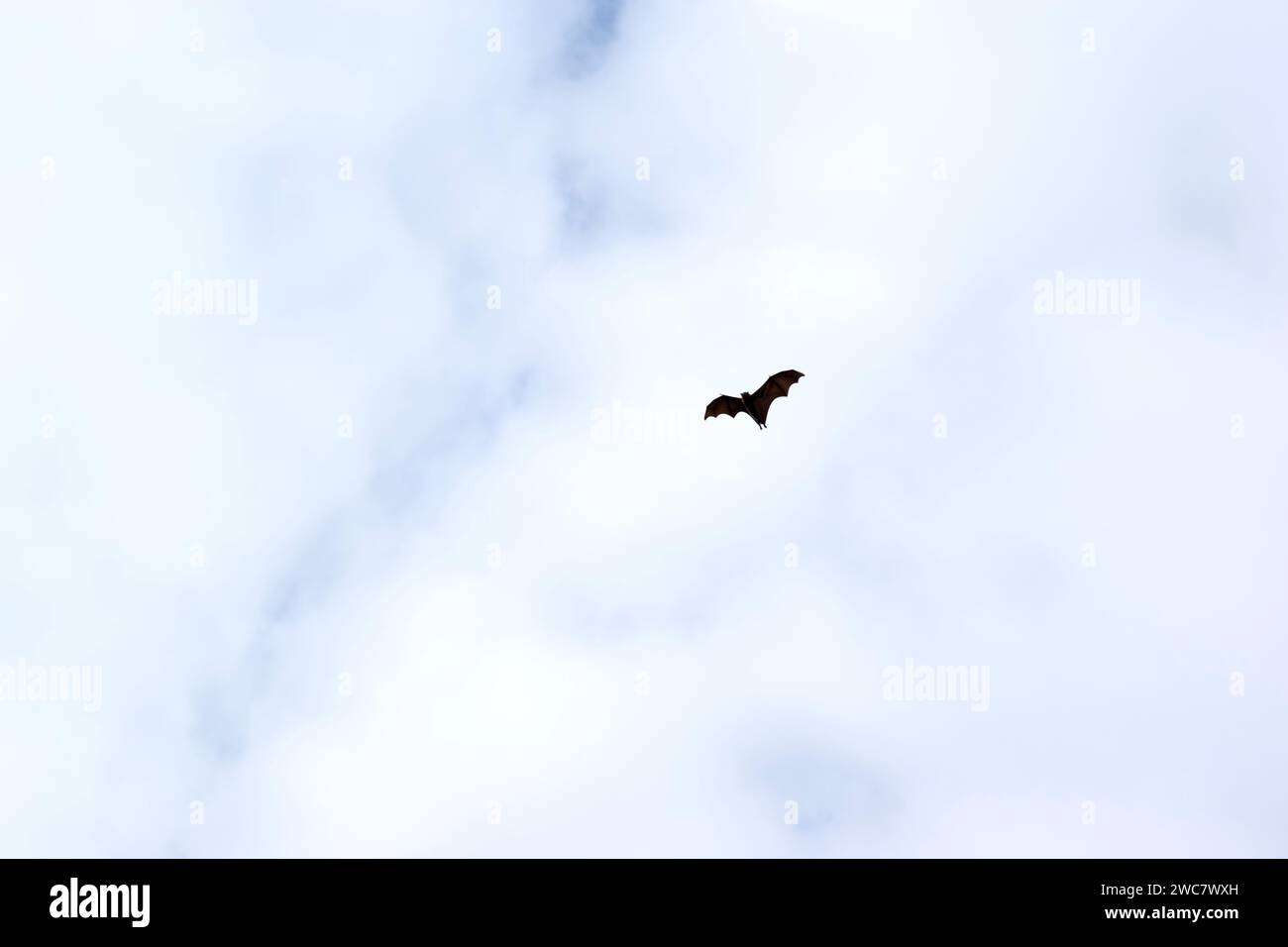 Bats are the only mammals that can fly. Instead of arms or hands, they