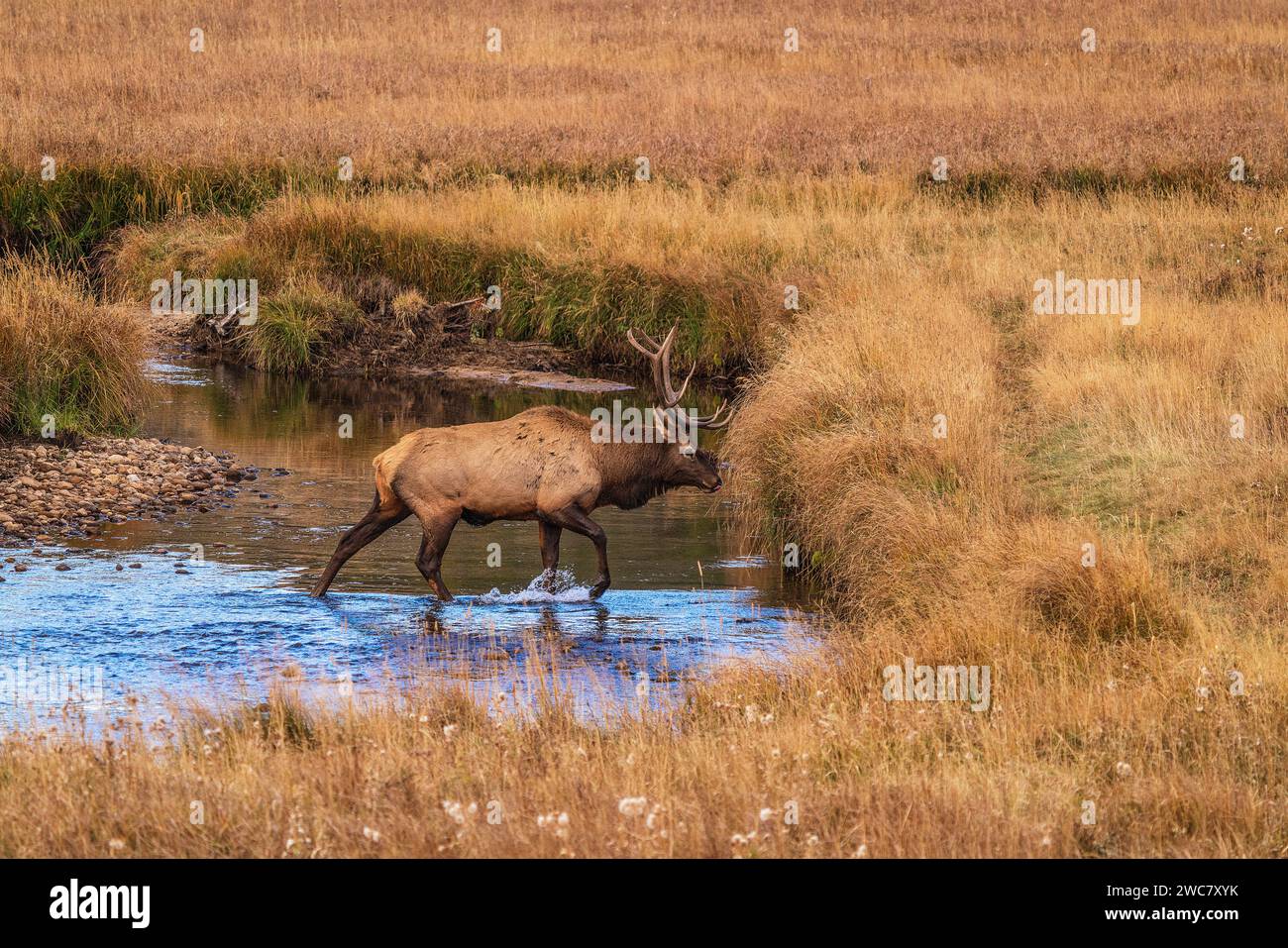 Bull elk crossing Big Thompson Creek in Rocky Mountain National Park, Colorado Stock Photo