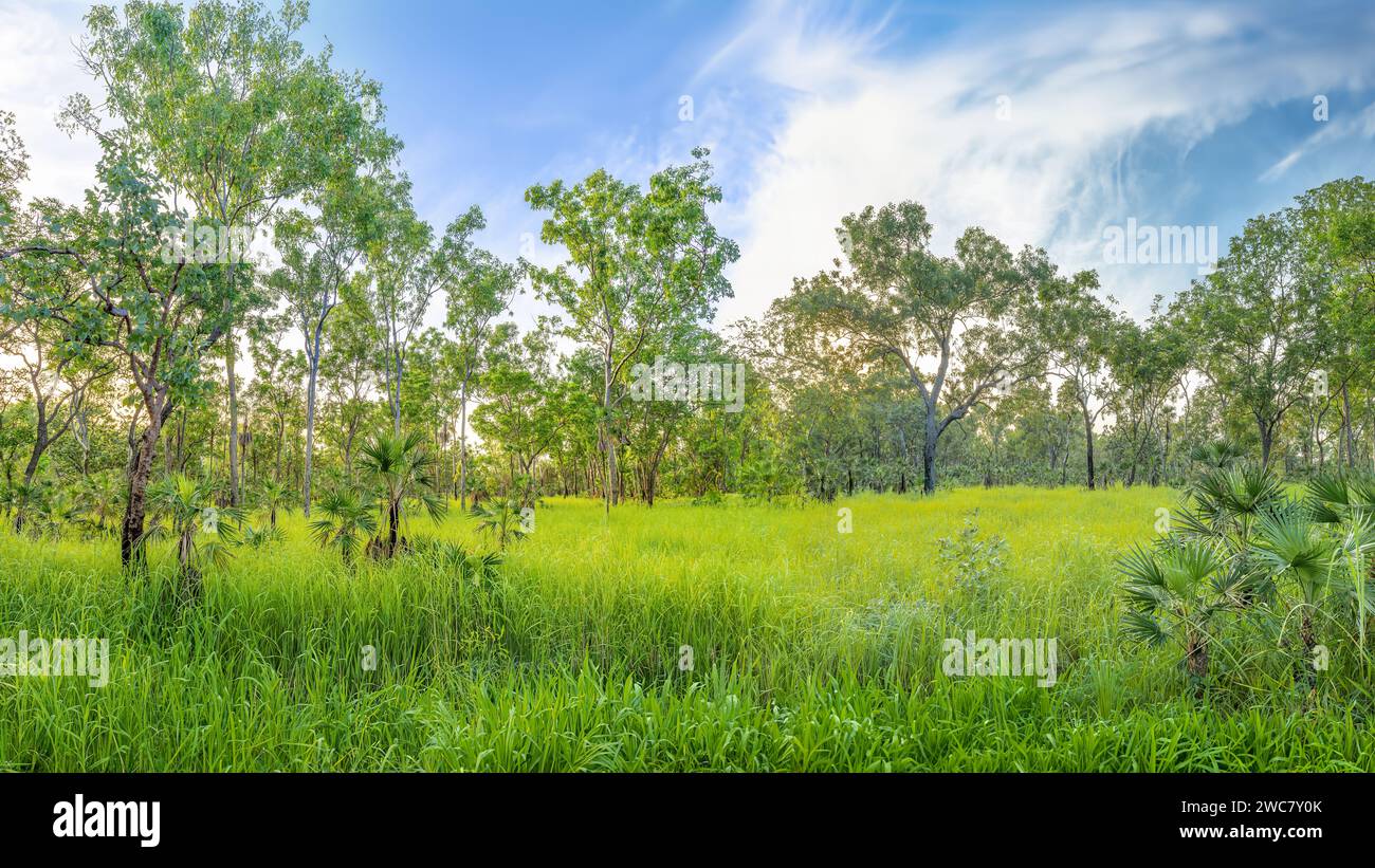 The lush vegetation in the Northern Territory of Australia Stock Photo