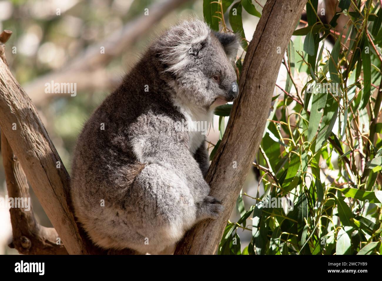 the Koala has a large round head, big furry ears and big black nose. Their fur is usually grey-brown in color with white fur on the chest, inner arms, Stock Photo